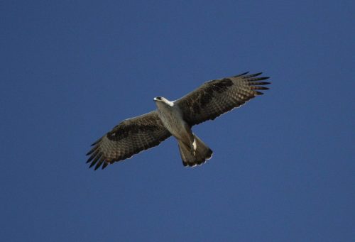 Aigle de Bonelli