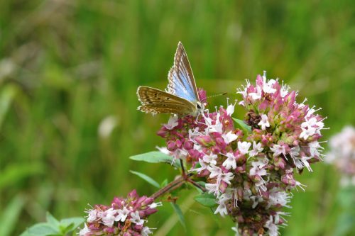 Papillon-azure-serpolet-3